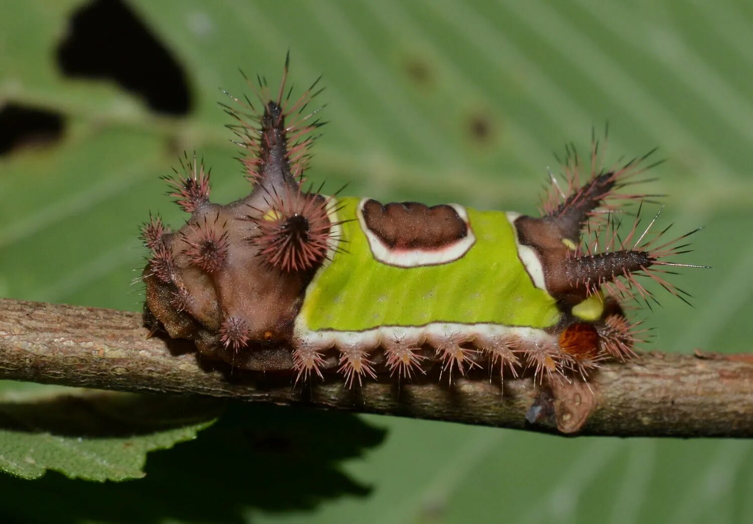 Седловидная гусеница. Гусеницы sibine stimulea. saddleback caterpillar. гусеница бабочки sibine stimulea.