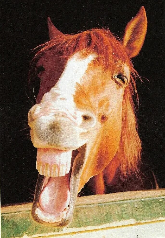 Смешная лошадь. Конь ржет. Конь смеется. Лошадь смеется. Лошадь ржет звук