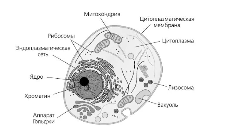 Основа клетки живого организма. Клетка основа строения и жизнедеятельности организмов 5 класс. Животная клетка. Рисунок клетка основа строения и жизнедеятельности. Строение клетки пузырь.