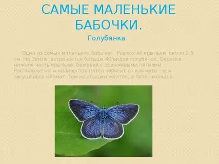 Фото самой маленькой бабочки в мире