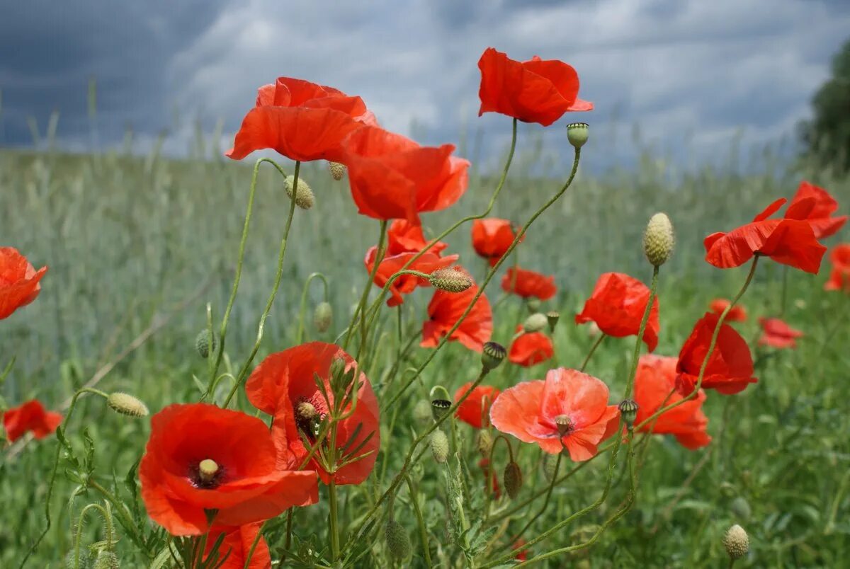 Мак папавер красный. Мак куваева. Красный мак цветок. Мак сей. Мак полевой самосейка.