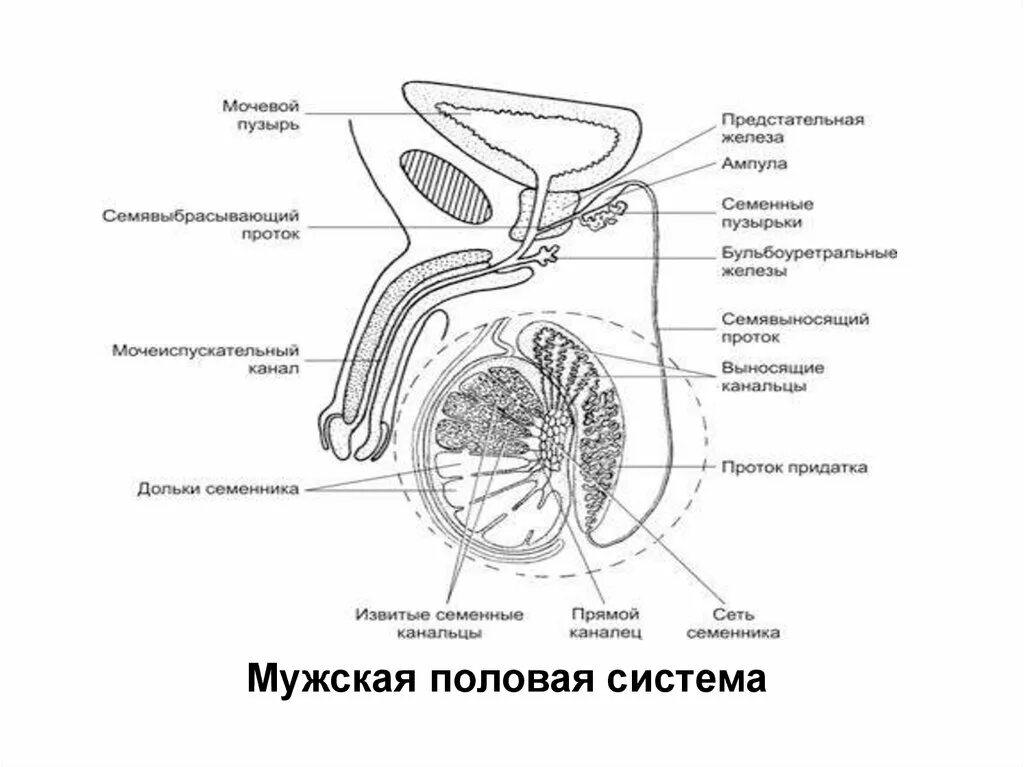 Мужская половая железа семенник. Мужская репродуктивная система схема. Мужская половая система схема. Репродуктивная система человека схема. Мужская половая система половые железы.