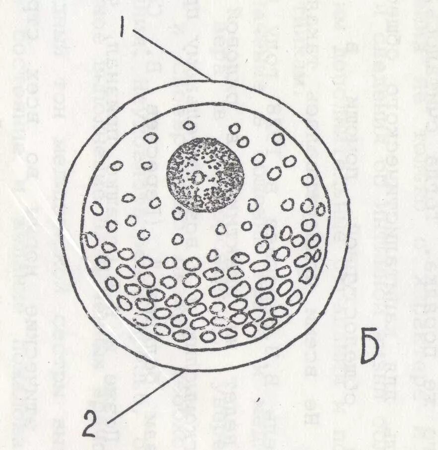 Размер яйцеклетки рыбы. Яйцеклетка млекопитающих изолецитальная. Строение яйцеклетки человека схема. Изолецитальная яйцеклетка строение. Строение и классификация яйцеклеток.