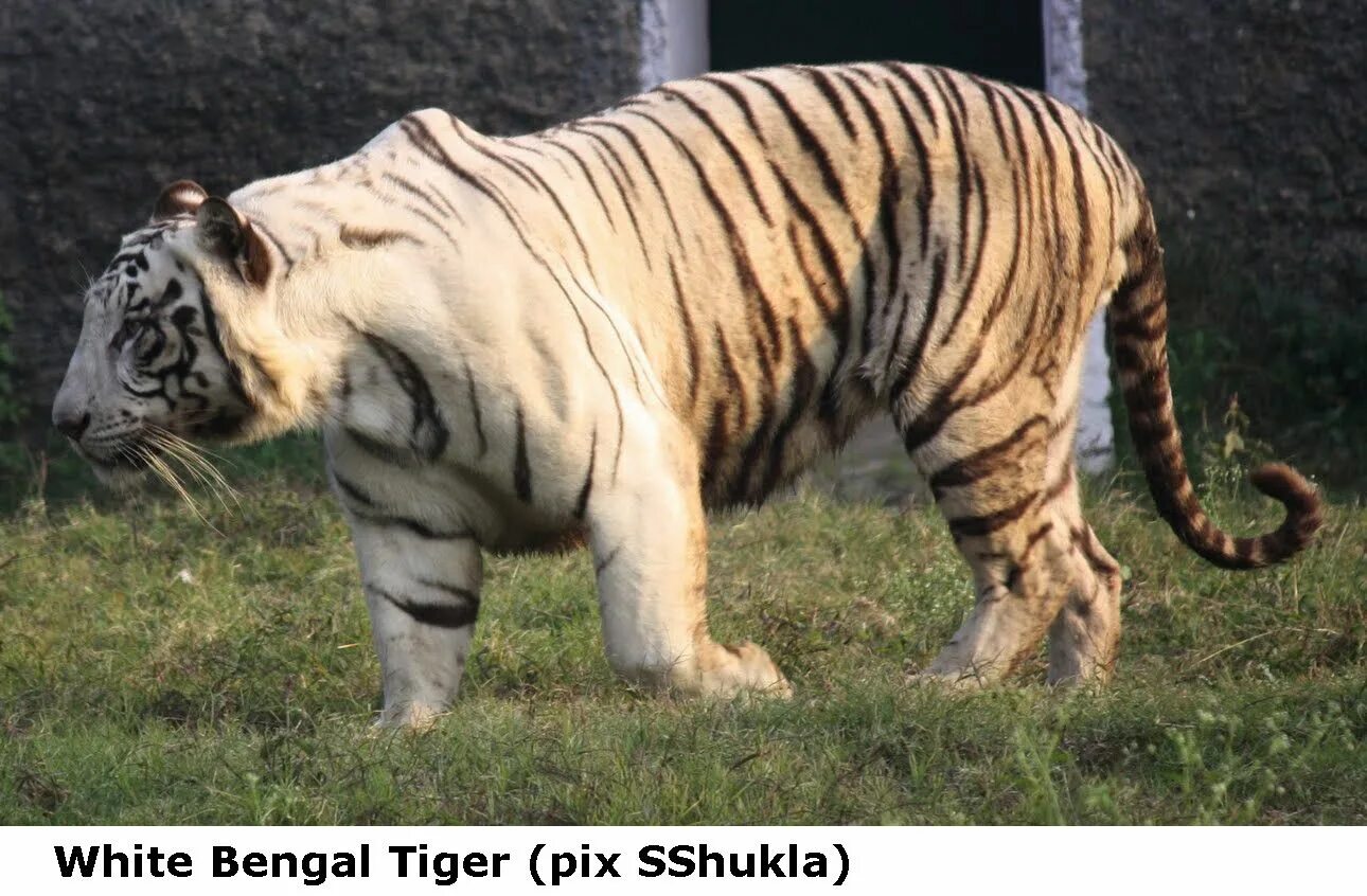 Пробуждение азиатских тигров. Tiger late. 956x373 jpeg тигр. Самый дорогой тигр в мире. Tiger late.