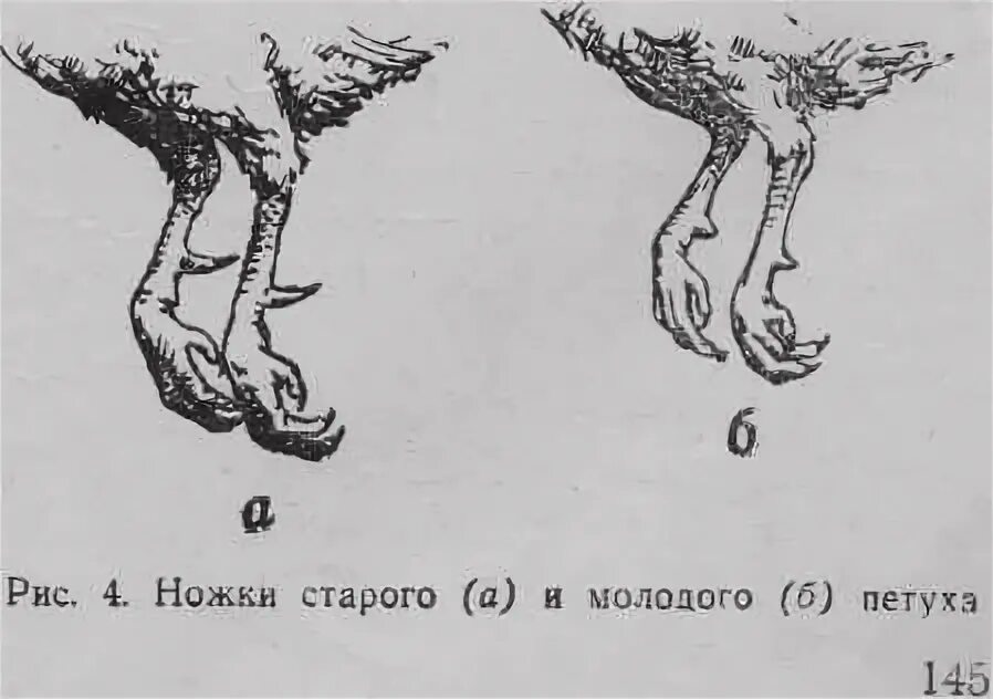 Как найти курицу. Лонные кости у курицы несушки. Как понять Возраст курицы несушки. Лонные кости у кур несушек. Как определить Возраст у кур несушек.