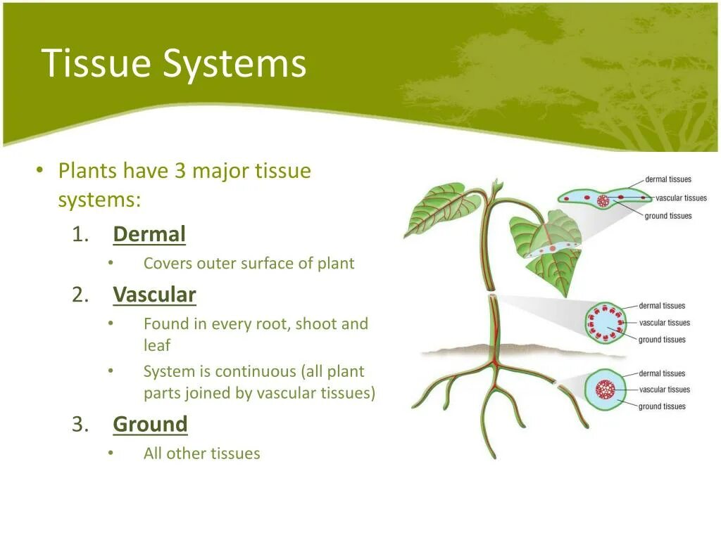 Plant Tissues. Covering Tissue Plants. Basic Tissues of Plants. Ploem Tissue.