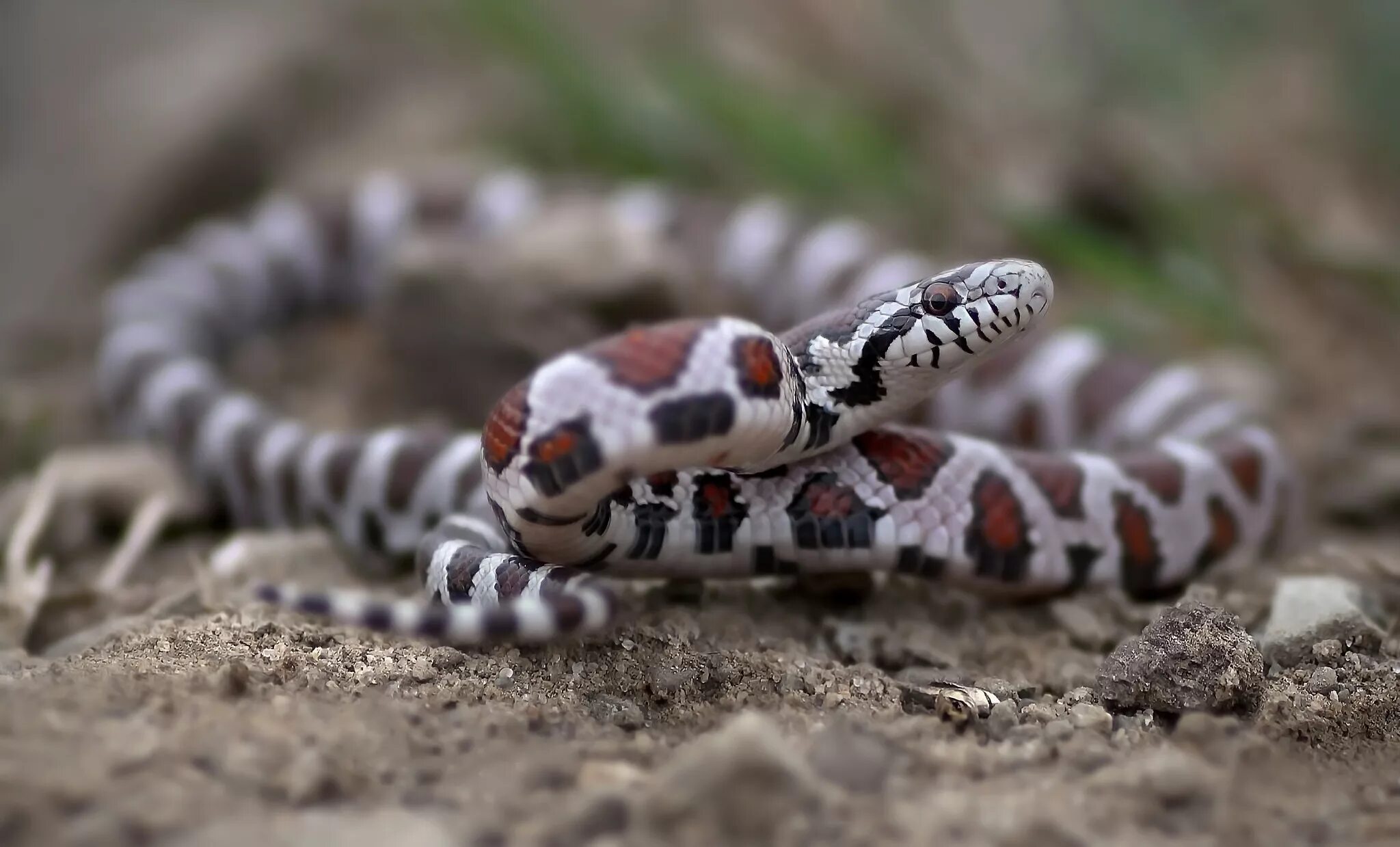 This Hipster Snake Was Born With Sunglasses And A Mustache Texas snakes, Snake,