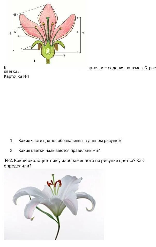 Околоцветник лилии. Цветок с простым околоцветником. Цветок с двойным околоцветником. Цветки с простым и двойным околоцветником. Какой околоцветник изображен на рисунке