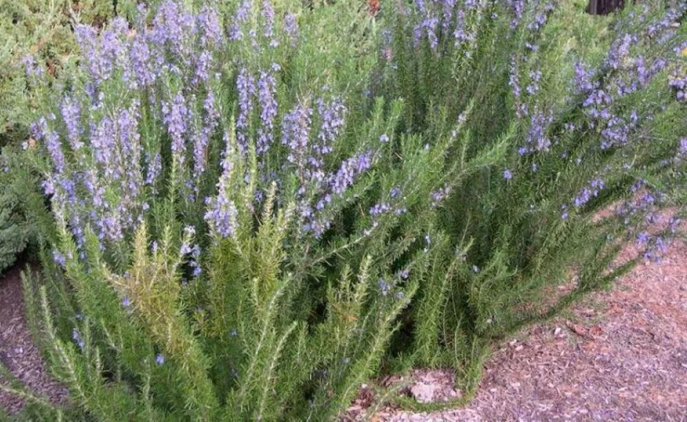 Rosmarinus officinalis. Розмарин растение. Розмарин кустовой. Розмарин кустарниковый.