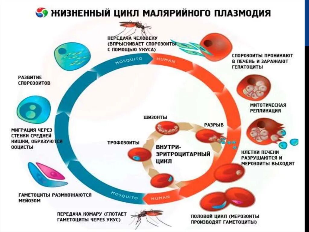 Как происходит заражение человека малярийным плазмодием. Жизненный цикл малярийного плазмодия. Жизненный цикл малярийного плазмодия схема. Стадии жизненного цикла малярийного плазмодия. Цикл развития малярийного плазмодия 7 класс биология схема.