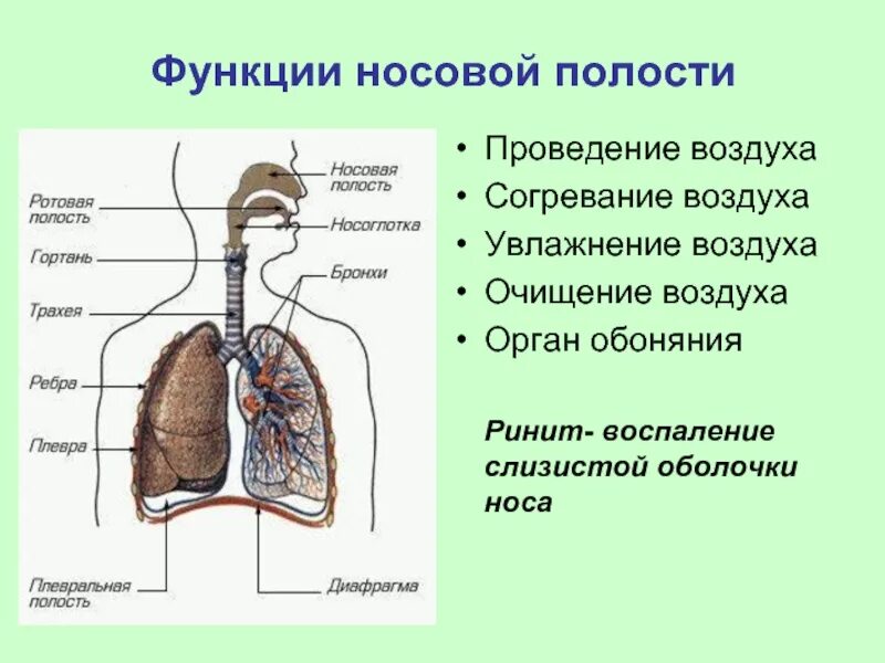 Очищение увлажнение и согревание вдыхаемого воздуха. Дыхательная система функции системы. Функции органов дыхания носовая полость. Дыхание функции дыхательной системы. Функииносовой полости.