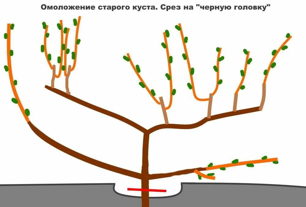 Обрезка куста калины. Обрезать виноград весной схема. схема обрезки винограда весной. схема обрезки старого куста винограда. обрезка винограда осенью схема.
