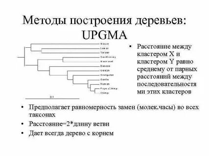 Длины ветви