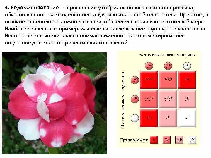 Кодоминирование признак. Доминирование неполное доминирование кодоминирование. кодоминирование на примере групп крови. кодоминирование аллельных генов. кодоминирование примеры у человека.