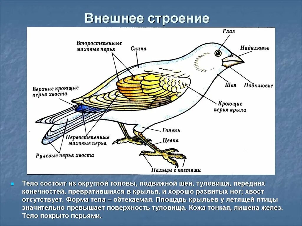 Сколько отделов у птиц