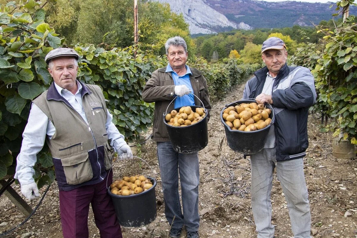 Киви в крыму. Сбор киви в Крыму. Уборка винограда. Уборка винограда в Массандре.