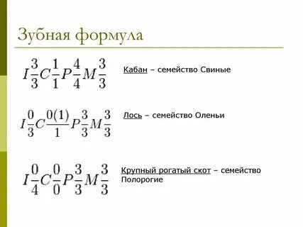 Зубные формулы млекопитающих