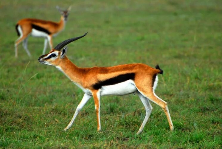 Антилопа томпсона. Импала косуля. Антилопа джейран. Антилопа томпсона. Как выглядит животное газель.