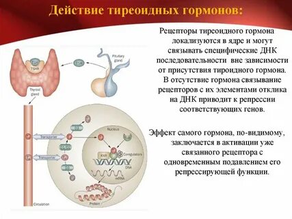 Гормоны днк