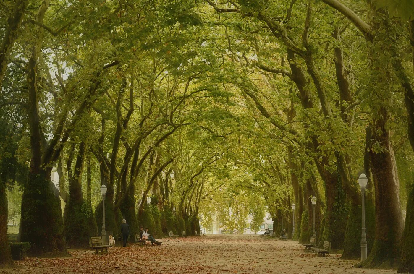 геленджик аллея платанов. платановая аллея. туапсе аллея платанов. платан аллея. деревья на платановой аллее в сочи.