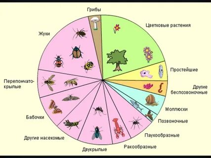 Видов становилось разнообразнее