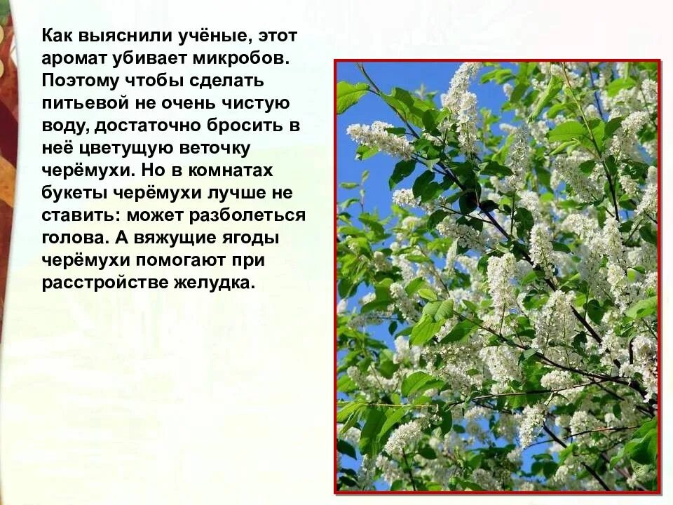 Черемуха рабочий лист 3 класс. Есенин черемуха 3 класс. рассказ о черемухе. черемуха описание. черемуха дерево описание.