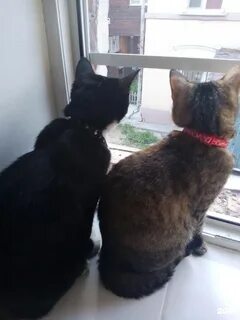 Время коту