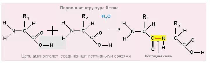 Строение формула 1. Первичная структура белка формула. Структура белка формула. Химическая формула первичной структуры белка. Первичная структура белков формула.