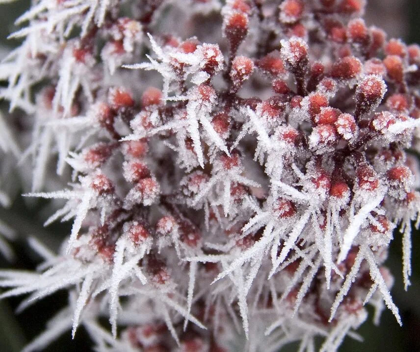 иней на деревьях.