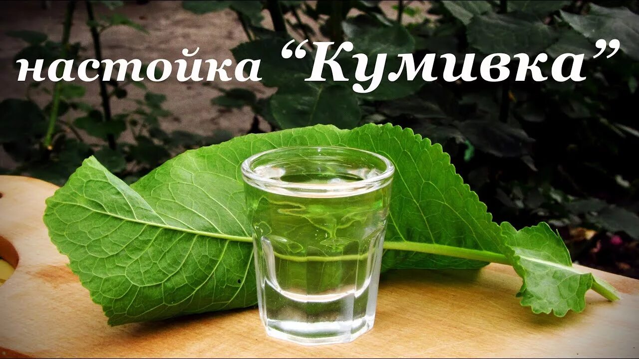 Настойка на листьях хрена. Свойства настойки хрена. Корень хрена. Хреновуха пряная. Свойства настойки хрена.