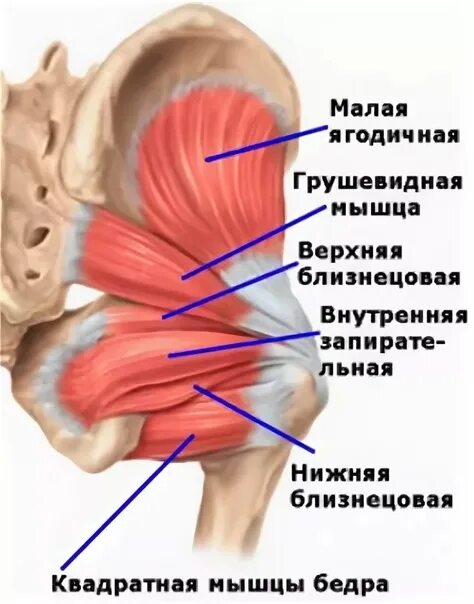 Мышцы и суставы. Мышцы ротаторы тазобедренного сустава. Мышцы тазобедренного сустава анатомия. Анатомия тазобедренного сустава мышц и связок. Мышцы тазобедренного сустава человека.