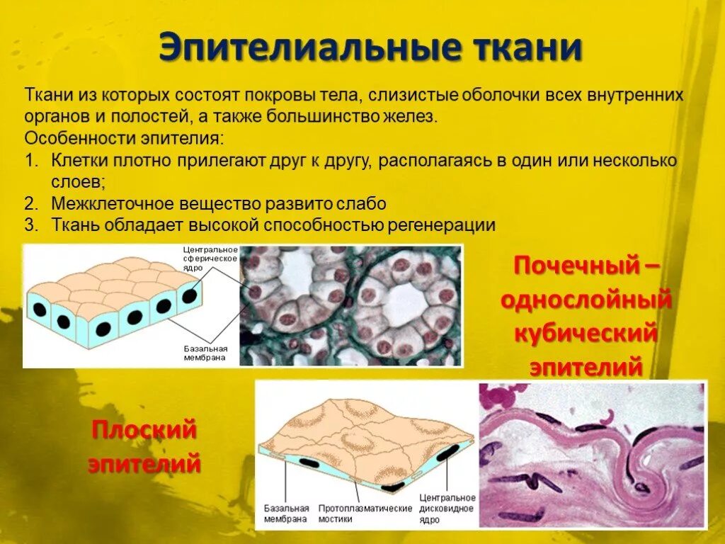 Однослойный кубический эпителий. Эпителиальная ткань. Эпителиальная ткань покровы тела. Эпителиальная ткань состоит. Слизистые покровы или гладкая поверхность