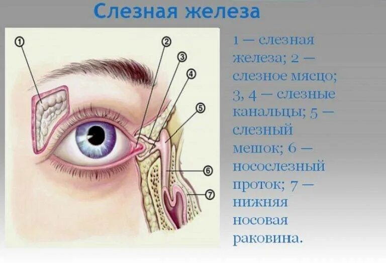 Строение глаза слезный мешочек. Строение глаза человека слезный мешок. Строение слезных канальцев. Строение НОСО слезных путей. Почему идет слеза из глаза