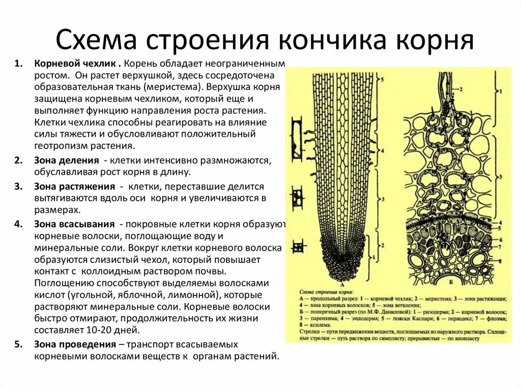 Корневой чехлик защищает зону корня. Строение корня чехлик. Образовательная ткань корня чехлик. Строения и функциями клеток корня и зоной. Клеточное строение зоны всасывания корня.