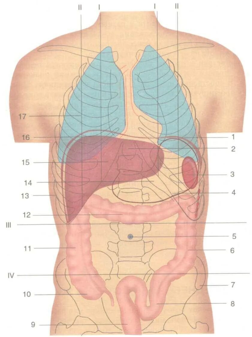 Что у человека слева в животе. Анатомия внутренних органов брюшной полости. Голотопия поджелудочной железы. Схема органов брюшной полости. Схема органов брюшной полости женщины.