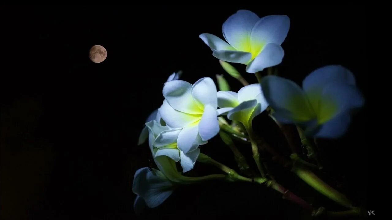 Весенняя ночь. Растения ночью. Ночной сад. Расцветает ночью. Луна и цветы.