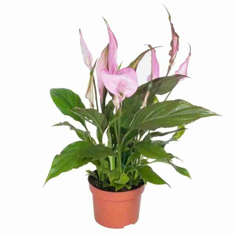 шопен цветы. спатифиллум чопин шопен. спатифиллум клаудиус. спатифиллум чопин шопен. шопен цветы.