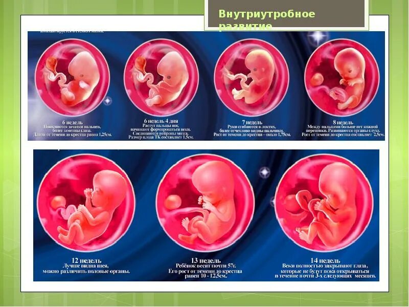 Внутриутробное развитие. Внутриутробный период развития ребенка. Периоды внутриутробного развития плода. Этапы внутриутробного развития.