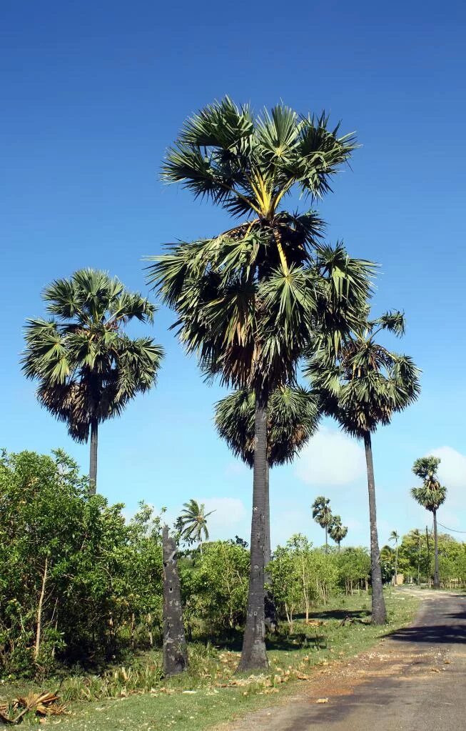 Пальма борассус. Пальма Пальмира. Пальма Borassus в Венесуэле. Пальма джаггери. Дерево из семейства пальмовых