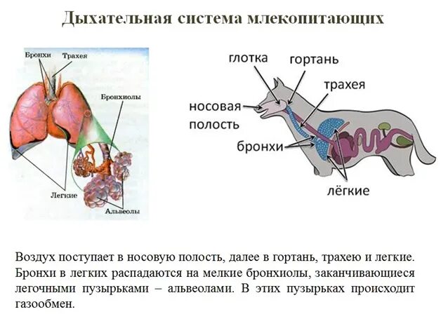 В легкие млекопитающих поступает кровь