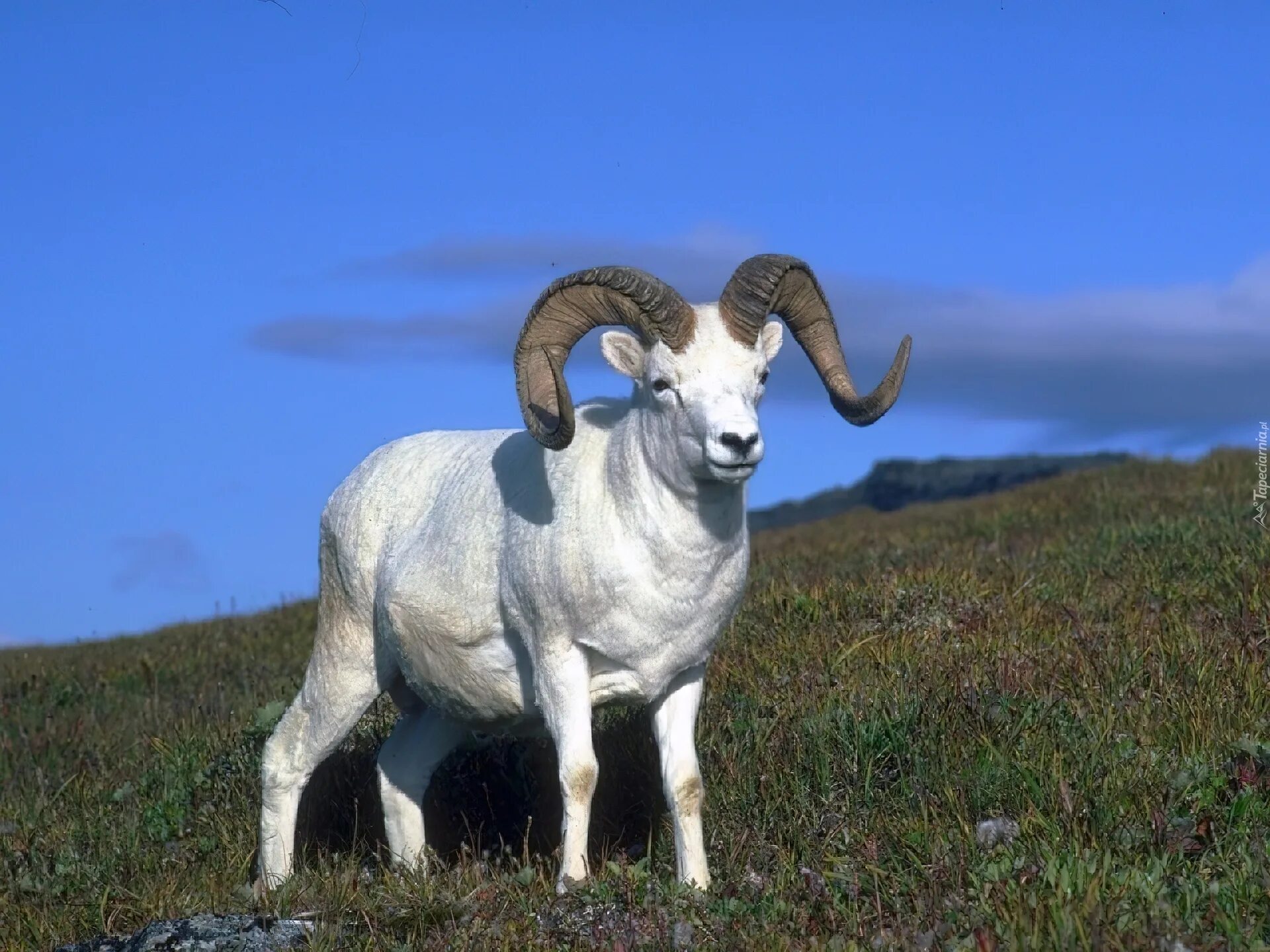 горный баран архар аргали. боргойский баран. алтайский баран аргали, архар. круторогий. сибирский горный баран.