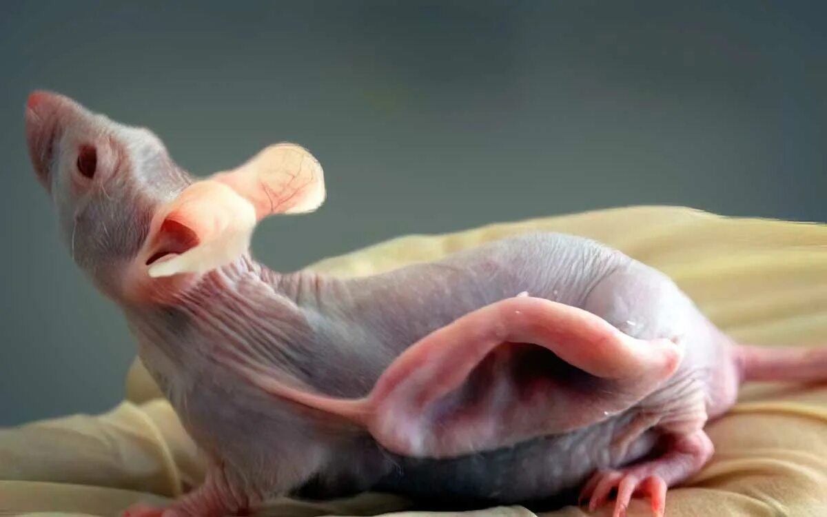 Мутации крыс. Мутации крыс. Лысая крыса дамбо. Мутации крыс. Мутации крыс.