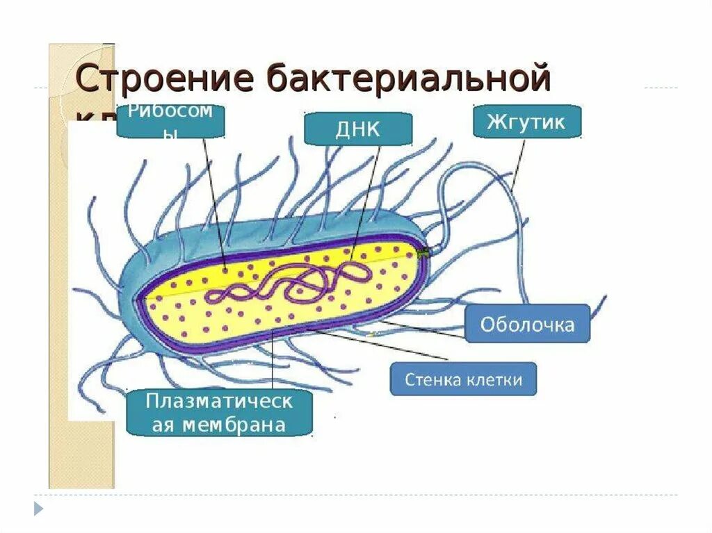 Какое строение бактериальной клетки. Строение бактериальной клетки рисунок. структура строения бактериальной клетки. строение клетки бактерии рисунок. схема строения клетки бактерии.