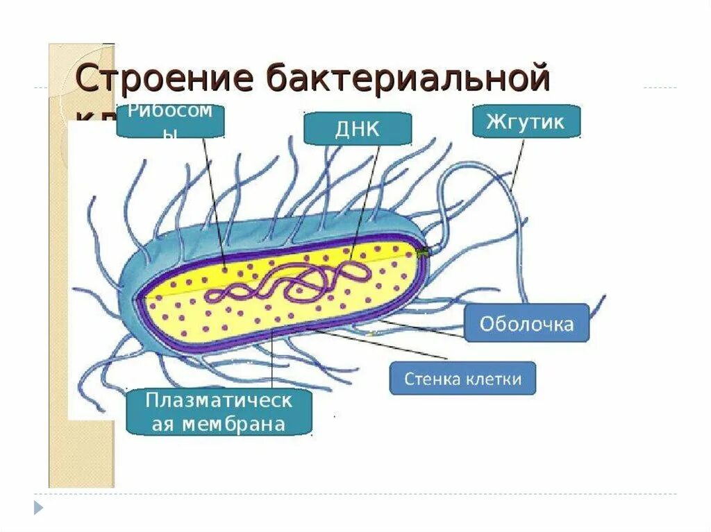 Строение клетки бактерии рисунок. Строение бактериальной клетки рисунок. Структура строения бактериальной клетки. Схема строения клетки бактерии.