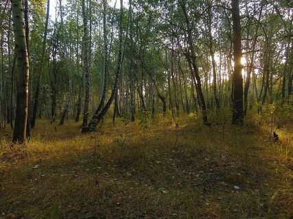 Лесок картинки