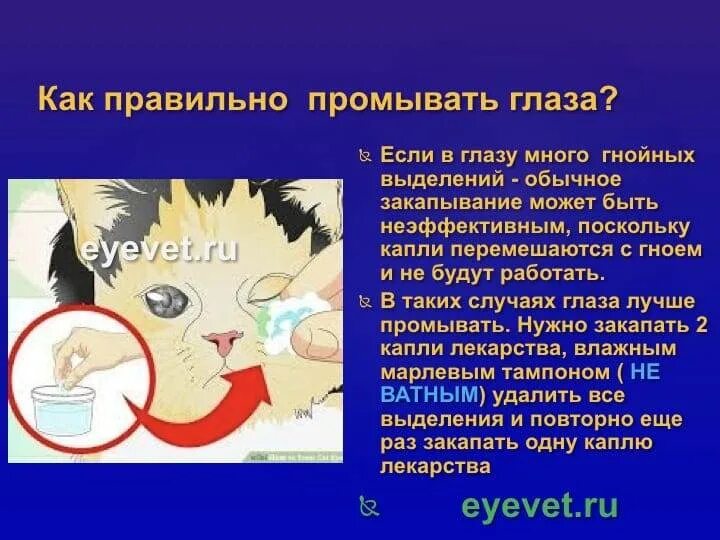 Чем промыть глаз кошке в домашних условиях. Как правильно протирать глаза. Как правильно промывать глаза. Как правильно промыватььг лаза.