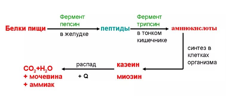 Процесс обмена белков в организме человека последовательность. Схема этапов обмена белков. обмен белков в организме человека схема. этапы обмена белка в организме. обмен белков схема 8 класс биология.