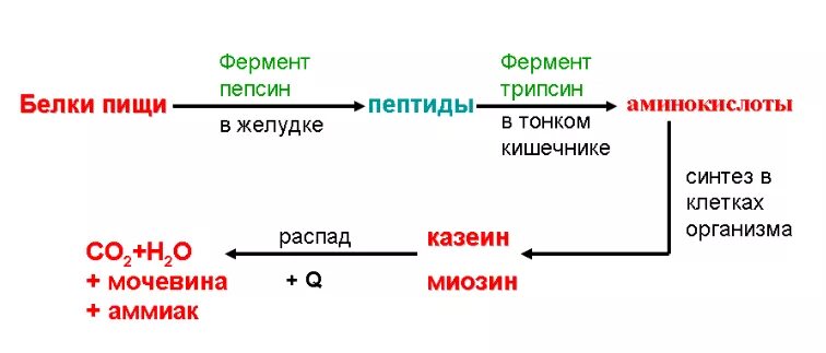 Схема обмена белка в организме. Схема этапов обмена белков. Этапы белкового обмена схема. Обмен белков в организме человека схема. Продукты распада воды в организме