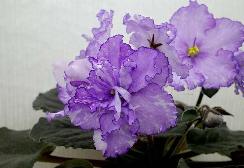 Dn фиалка. Фиалка сорт танами. Dn рiздво фиалка. Dn-карибы. Dn фиалка.