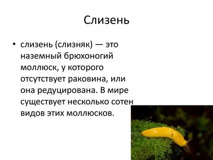 Откуда берутся слизни